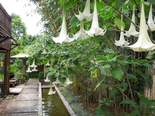 Our pretty hotel in Pai