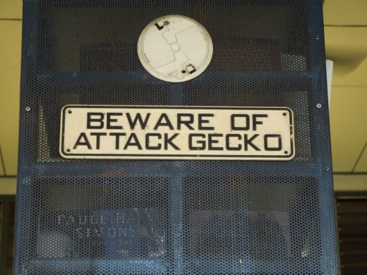 This sign seemed VERY fitting given our recent gecko encounter in Pai.