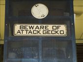 This sign seemed VERY fitting given our recent gecko encounter in Pai.: by sglass, Views[571]