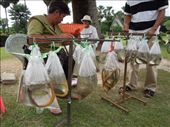 Woman selling baggies of pond creatures. You are supposed to buy one and then set the poor animals free in the nearby pond. This brings you good kharma.: by sglass, Views[120]