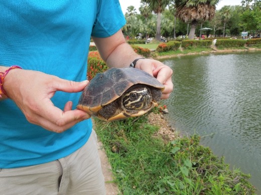 Our turtle friend. Someone wrote all over this poor guy's back in Thai. 