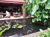 Very peaceful koi pond: by sglass, Views[299]