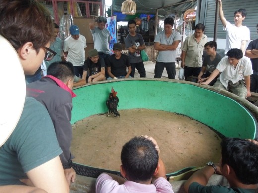 Cockfighting in a random corner of the market... whaaaa?!