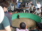 Cockfighting in a random corner of the market... whaaaa?!: by sglass, Views[169]