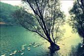 freedom from cage..: by shahid_click, Views[286]