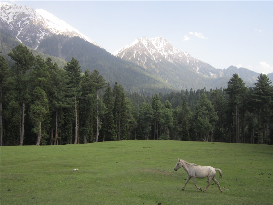 An impatient horse in Kashmir.