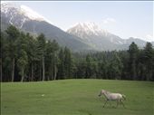 An impatient horse in Kashmir.: by shahriar, Views[278]