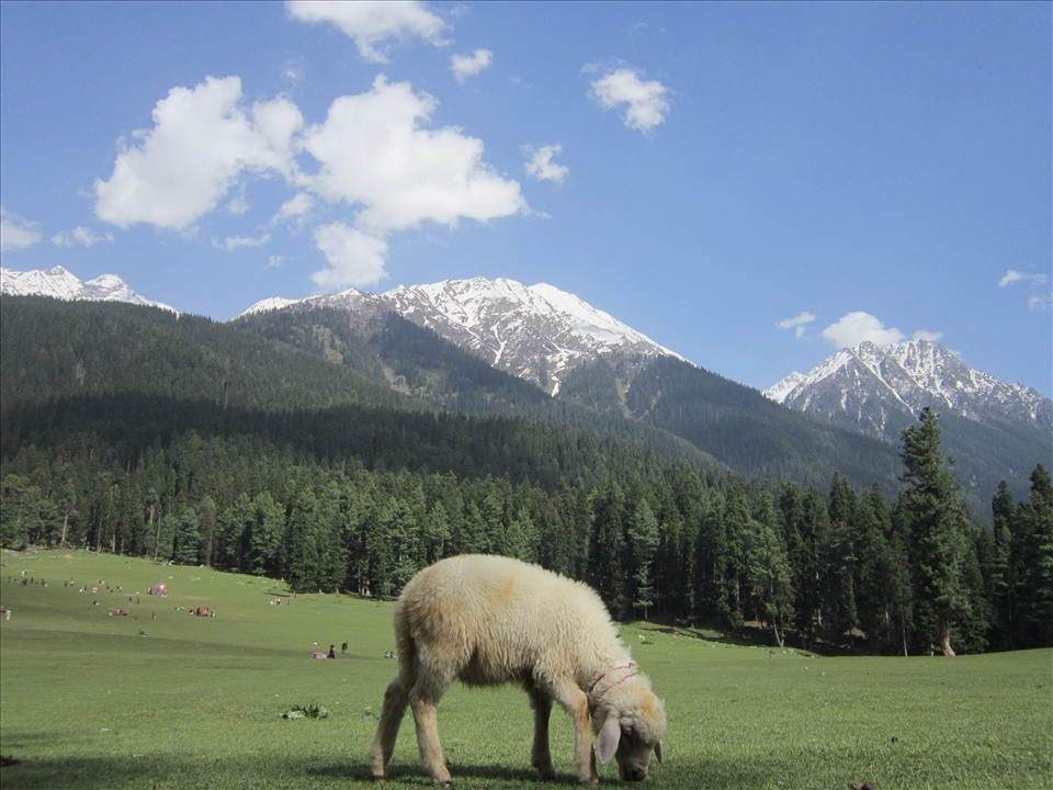 Who knows what is there in other side, priority to livelihood in Kashmir.