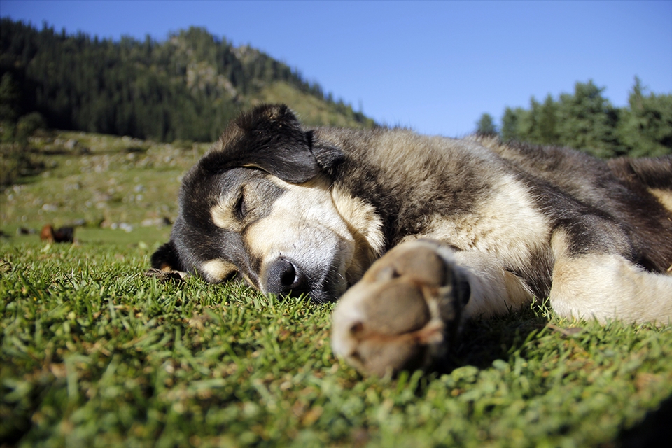 Just Chill: taken at beautiful morning at Kheerganga, Himachal Pradhahs India 