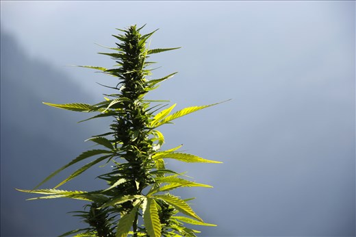 at Tosh a small village on the foothills of Himalayas at Himachal pradesh India