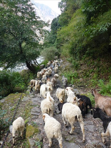 60 goats on Donkey Bomb Rd