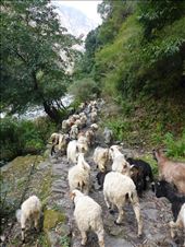 60 goats on Donkey Bomb Rd: by shane-erickson, Views[286]