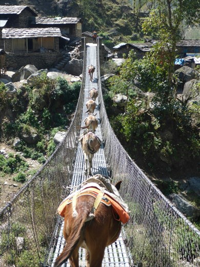 Everyone uses the trail bridges