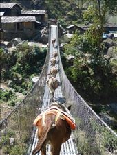Everyone uses the trail bridges: by shane-erickson, Views[298]