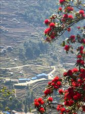 Rhododendron trees at 1900 meters: by shane-erickson, Views[299]