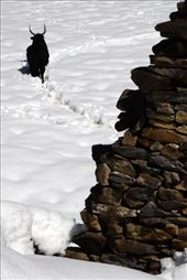 Dzo: Half Yak, Half Cow: by shane-erickson, Views[252]