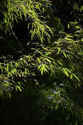 Bamboo Sun: by shane-erickson, Views[199]