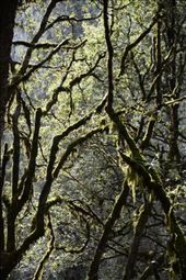 Valley Forest : by shane-erickson, Views[211]