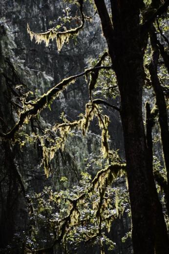 Forest for the trees