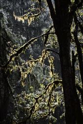 Forest for the trees: by shane-erickson, Views[240]