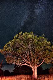 The stars in Arizona: by shanewayne, Views[201]