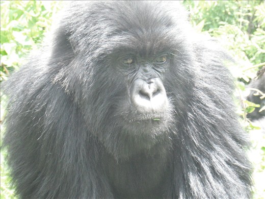 The Susa are famously known as 