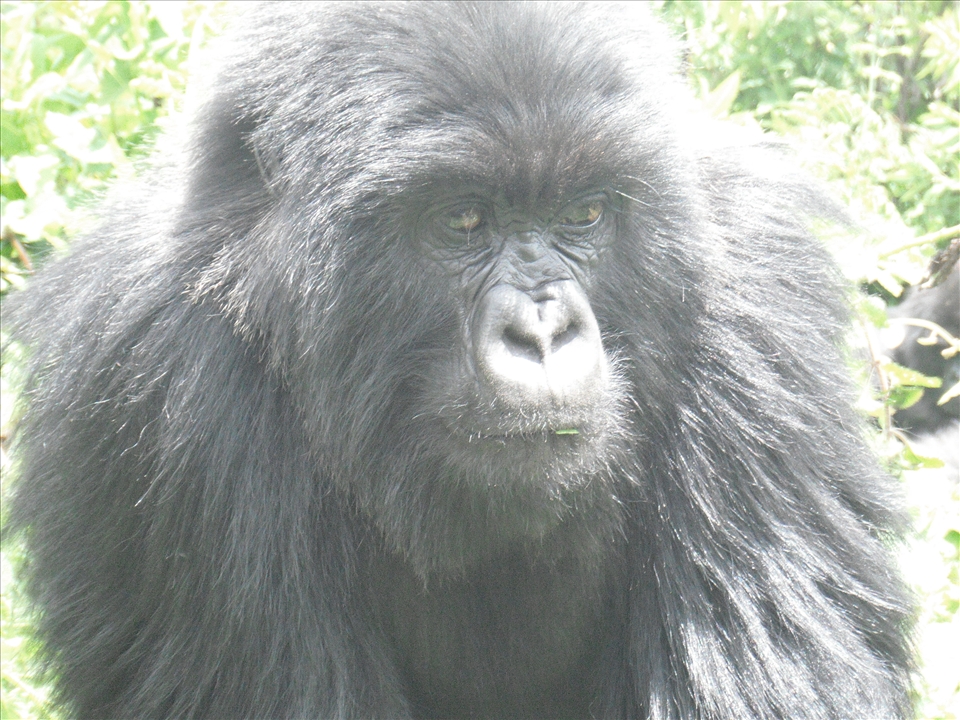 The Susa are famously known as 