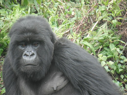 Their human likeness had us all in awe the moment we spotted them.