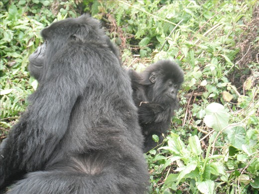 Thanks to conservation efforts, this once dying breed is growing once again.