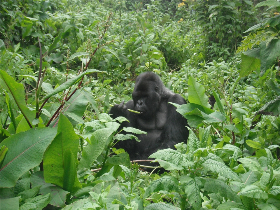 This Silverback is one of the 41 members of the Susa tribe.  
