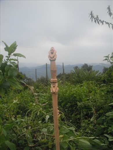 Mountain Gorillas in Rwanda live almost 4000 metres up the side of a volcano.