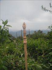 Mountain Gorillas in Rwanda live almost 4000 metres up the side of a volcano.: by shanners78, Views[213]