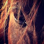 Looking into the eye of a beautiful soul: by shannongregorynz, Views[342]