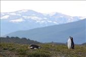 Ushuaia: by sharedworld, Views[314]