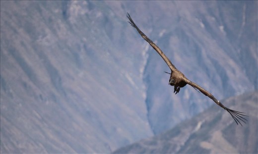 Condor near Arequipa