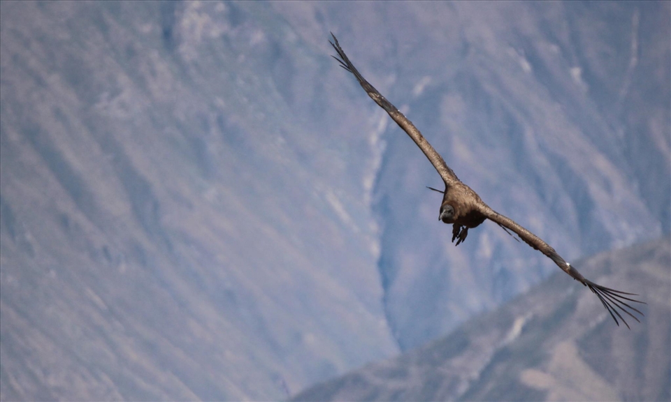 Condor near Arequipa