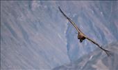 Condor near Arequipa: by sharedworld, Views[261]