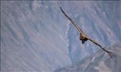 Condor near Arequipa: by sharedworld, Views[193]