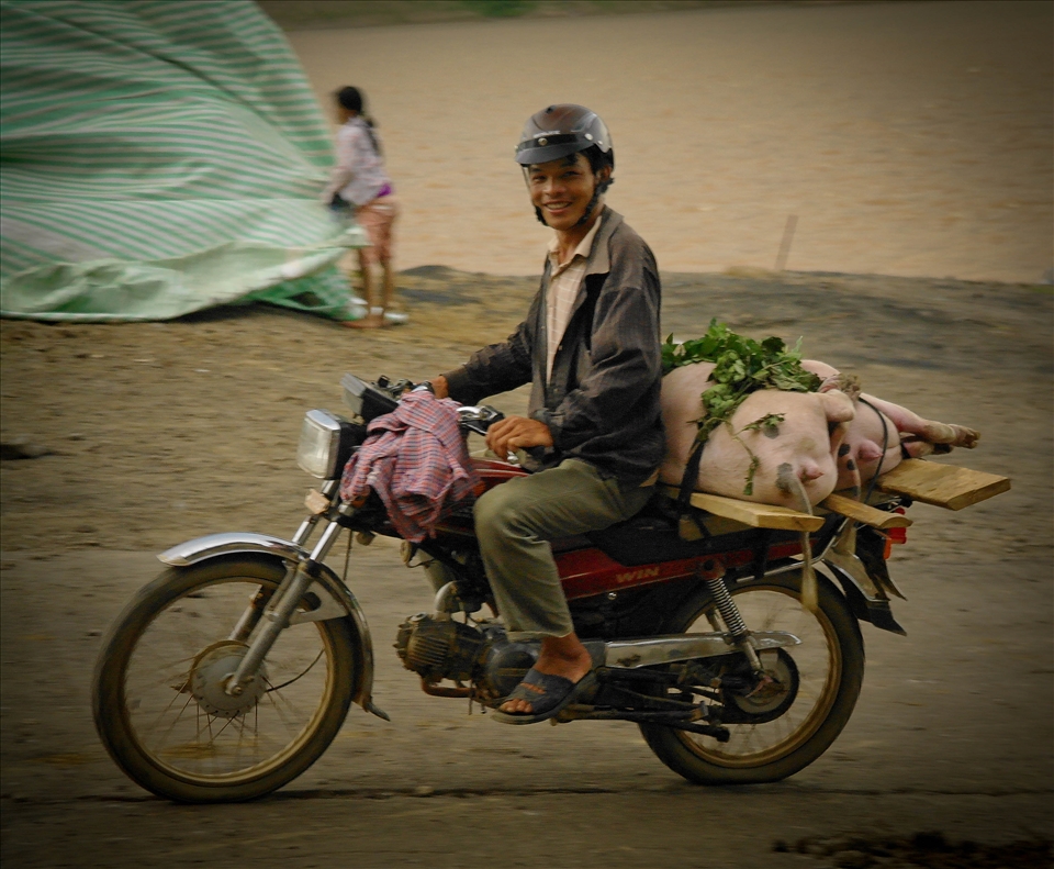 Live pig on a scooter