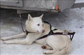 One of the brave dogs that dragged me around the snow on a sled: by sharonleigh, Views[386]