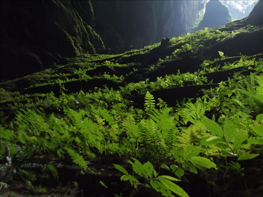 Photosynthesis in the cave. 