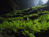 Photosynthesis in the cave. : by sharpefocus, Views[329]