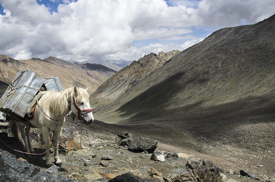 Ladakhi ponies make for hardy companions for anyone trying to cross the high mountain passes that Ladakh is famed for and named after. This is at Digar La, at 5,300m to 5,400m - depending on whom you ask.