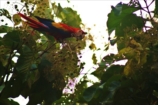 Scarlet Macaw in Corcovado National Park.