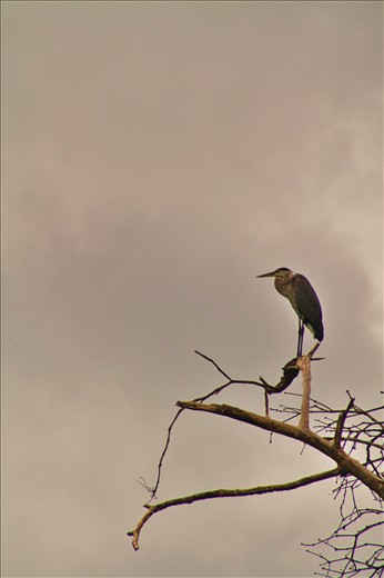 Heron watching the tide roll in in Corcovado National Park.