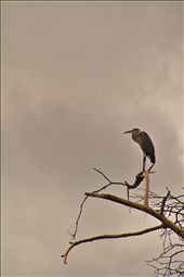 Heron watching the tide roll in in Corcovado National Park.: by shatekay, Views[301]