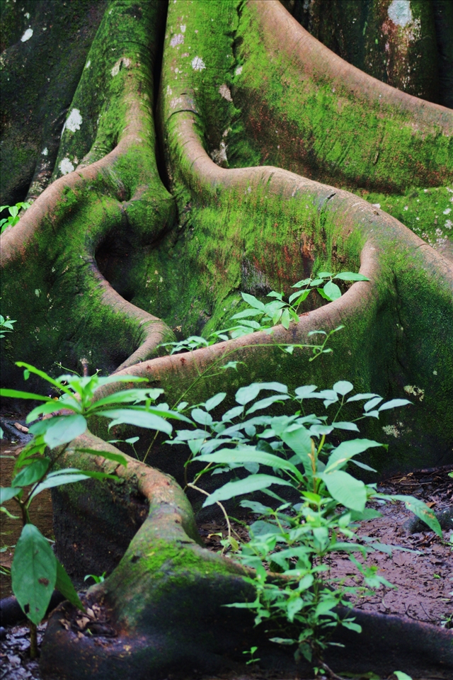 Mossy buttress roots in Corcovado National Park
