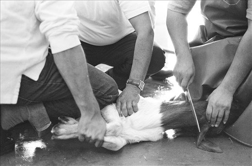 Three men from the Islamic Center in Vallejo, California voice in unison invoking the name of God, “Bismillah, Allahu Akbar,” [In the Name of Allah, Allah is the Greatest] commemorating Eid Al- Adha, known as the Feast of Sacrifice, where Prophet Ibrahim was commanded by Allah in a dream to sacrifice his only son, Isma’il. In the last moment Allah intervened instead with a lamb to sacrifice for his faithful submission.  Iqbal Khan [Right] uses his right hand to hold an extremely sharp knife to cut into the jugular vein, while the left directs the animals face toward the Ka’ba, the most sacred location in Islam. Concurrently, millions of Muslims will travel to the Saudi Arabia to pray before the Ka’ba and act in the rituals to honor Ibrahim’s devotion, and fulfill one of the five pillars of faith, Hajj. It is the largest annual gathering of humanity in the world. [October 15th, 2013]
