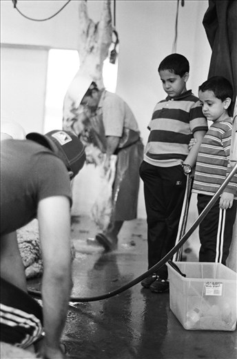 Aazim [6] grasps his older brother Asim’s [11] arm as they witness the sacrifice of a goat.  A goat must be at least one year of age, a sheep six months, a cow two years, and a camel five years to be worthy of sacrifice.  Animals who are blind, sick, with facial deformities, no teeth, or who cannot walk to their slaughtering place are not acceptable for sacrifice.  