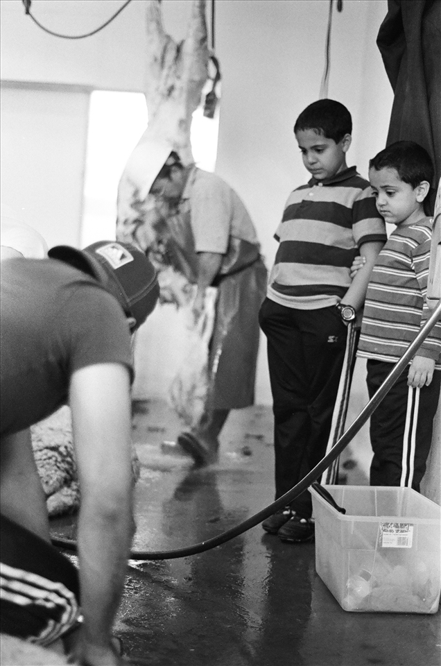 Aazim [6] grasps his older brother Asim’s [11] arm as they witness the sacrifice of a goat.  A goat must be at least one year of age, a sheep six months, a cow two years, and a camel five years to be worthy of sacrifice.  Animals who are blind, sick, with facial deformities, no teeth, or who cannot walk to their slaughtering place are not acceptable for sacrifice.  